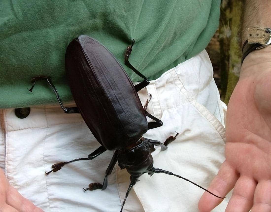 世界上最危险的生物，连奇异鸭嘴兽也潜伏杀机，你应该敬而远之