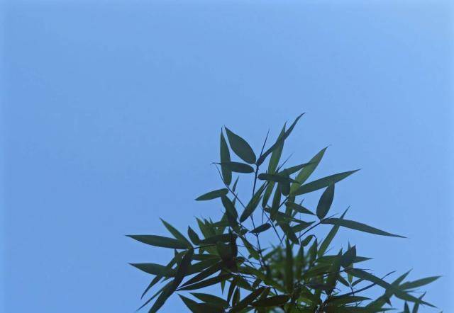 雨后初晴蓝天白云明哲保身，紫薇花将青龙寺打扮