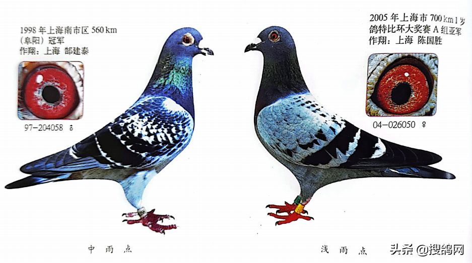 「图集」赛鸽羽色的十二大分类，你最偏心哪一种？