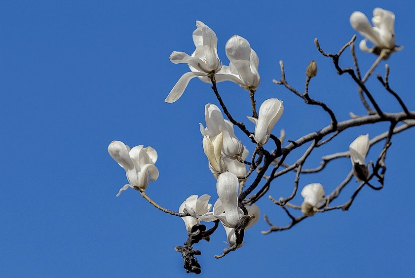 【诗词鉴赏】玉兰花开正艳，关于玉兰花的古诗词，一树雪白，冷艳了光阴！