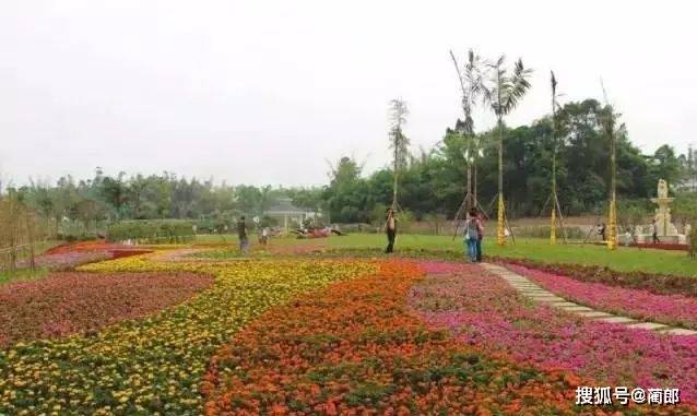 那份泸州春季赏花攻略已为你提早备好，酒城大地即将被它们铺满