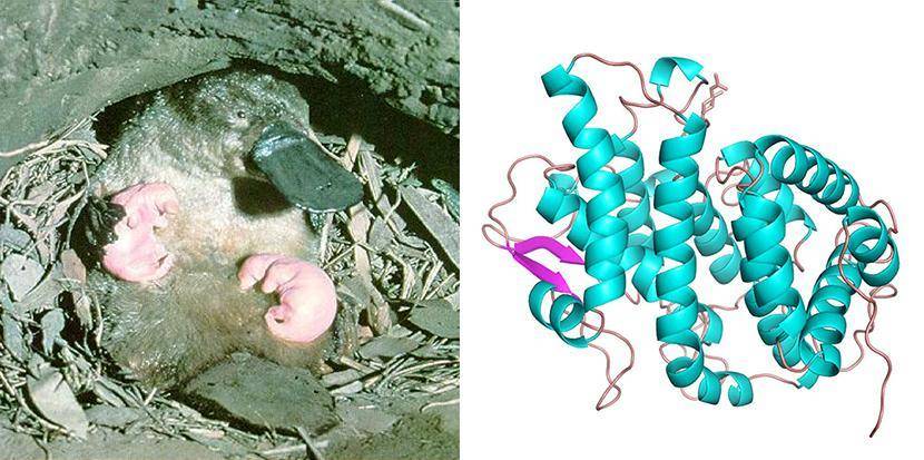 鸭嘴兽没牙又没胃，靠什么保存？比来一项发现可能改动人类将来