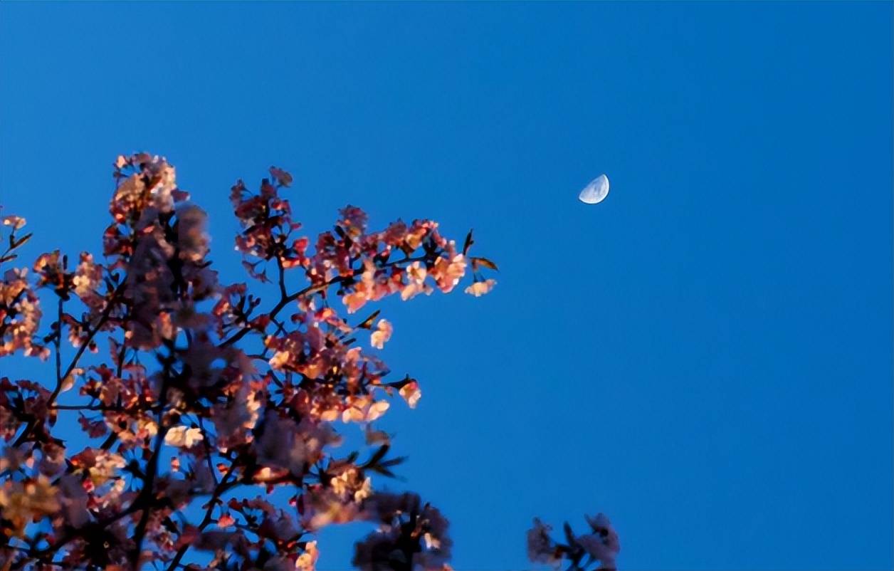 【原创诗词】周嗣远 | 繁卉虬枝飞落乱，泥尘香暗入君怀（诗词十九首）