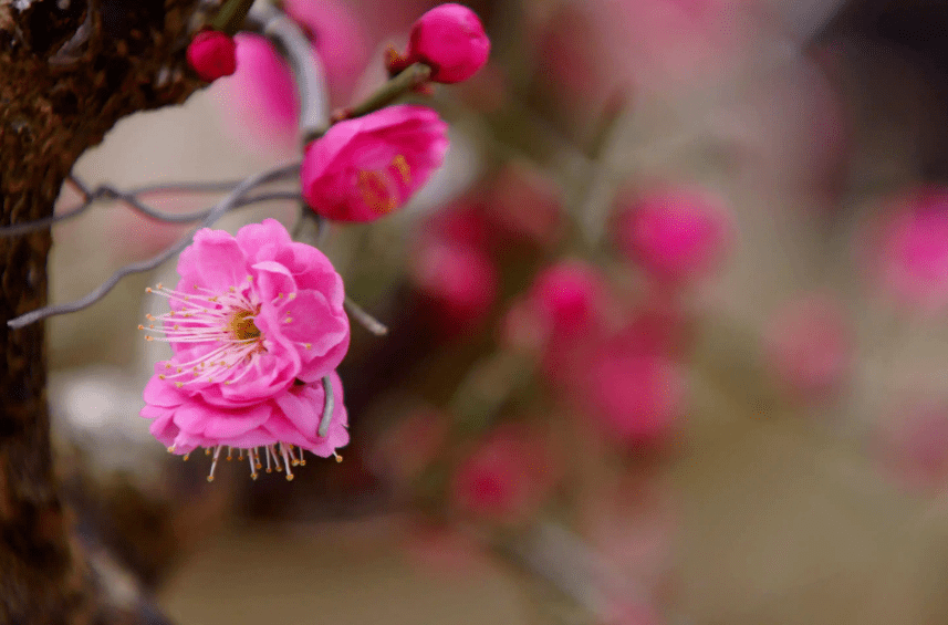 【原创诗词】周嗣远 | 繁卉虬枝飞落乱，泥尘香暗入君怀（诗词十九首）