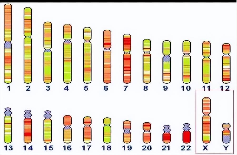 须眉竟然是女性XX染色体，Y染色体味被代替吗？