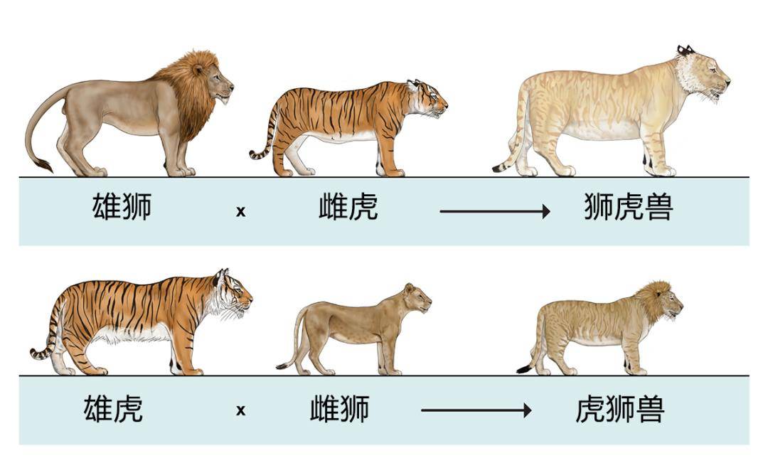 野生动物也会杂交，繁衍出的后代有多惨？动物杂交能否该被制止？