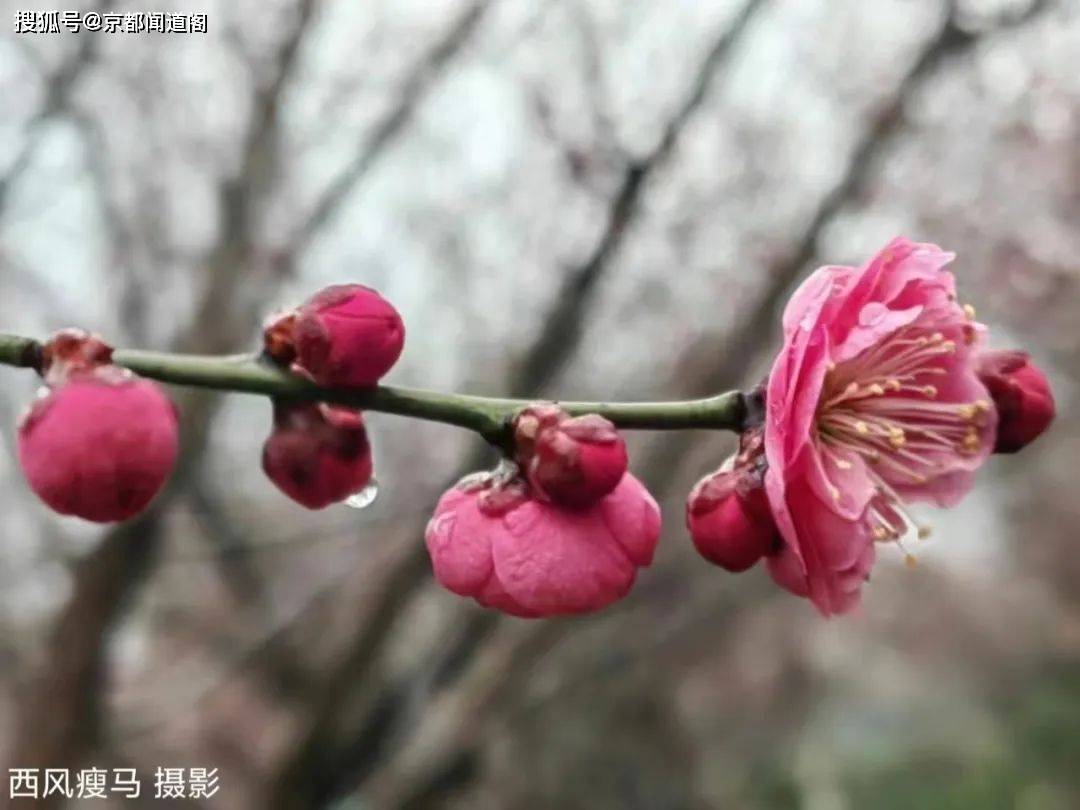 摄影配诗：茵陈（外两首）