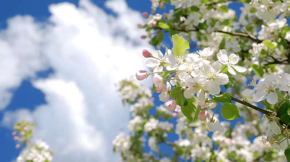 【诗词鉴赏】阳春三月春暖花开，在桃红柳绿中，感触感染春天的美妙！