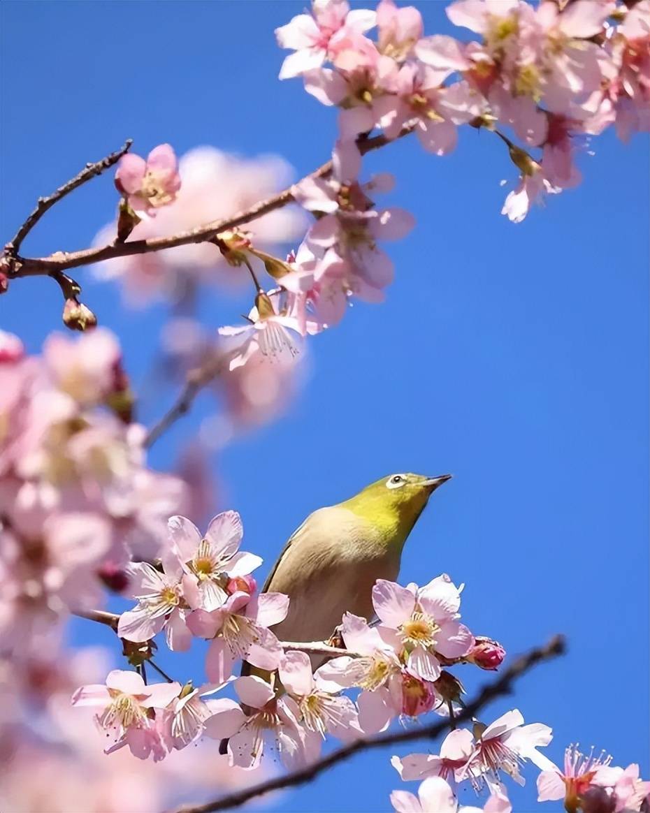 【诗词鉴赏】阳春三月春暖花开，在桃红柳绿中，感触感染春天的美妙！