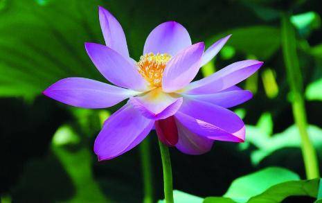 金九银十,三月大喜,三生肖财气暴涨,家财路源不停 金九银十,三月大喜,三生肖财气暴涨,家财路源不停