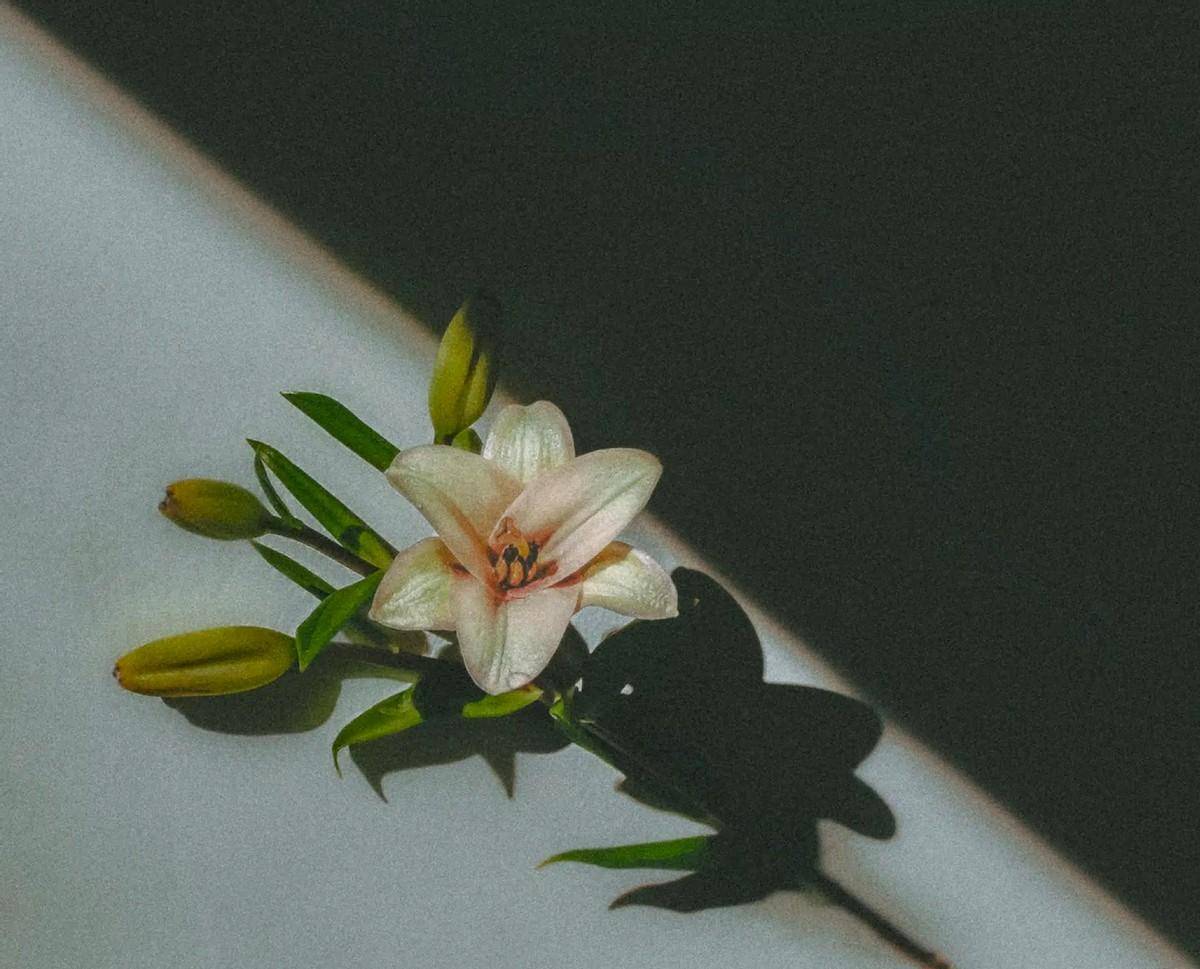 NFT�ձ����żΰ��ɽ���Decentral�������Ϸ���ʱ������ƷNFT