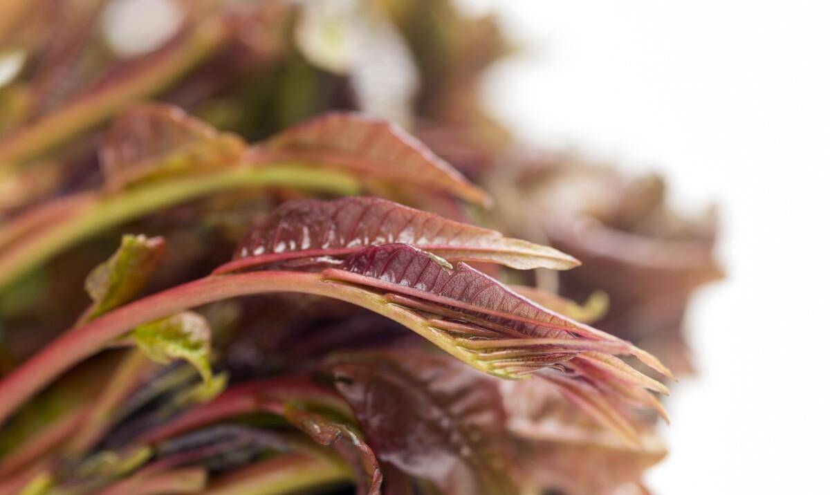 重庆人春天才气吃到的美食，你吃了吗？