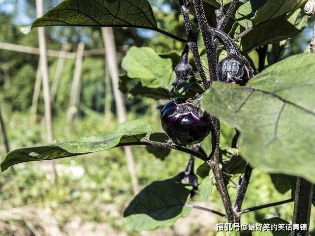 立秋节气将至，服膺“3要吃3不吃”，合理摆设饮食，安康驱逐秋季