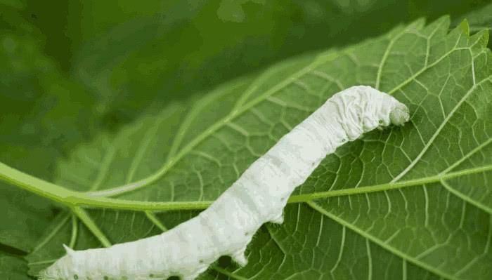 �Ŵ�����е�����������͵�߼�ֻ���ӣ���������ʧ��ǧ�� ...