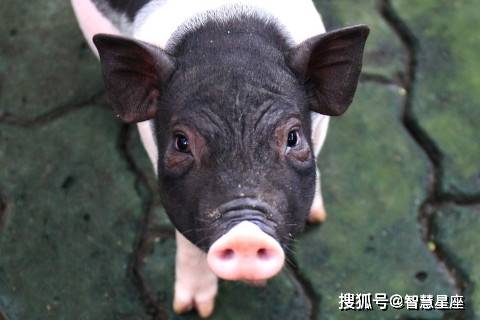 原创属猪人2023年全年运势运程详解 生肖属猪2023运势及每月运程