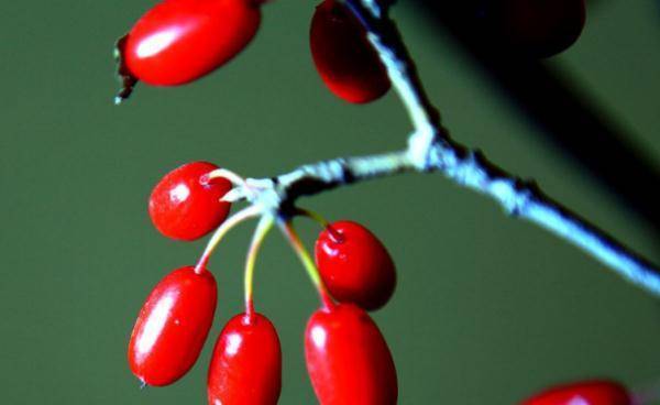 重阳节又被称为茱萸节，重阳节为什么要插茱萸？