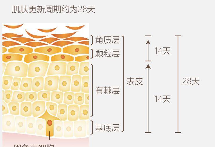 全身美白攻略！变美高文战