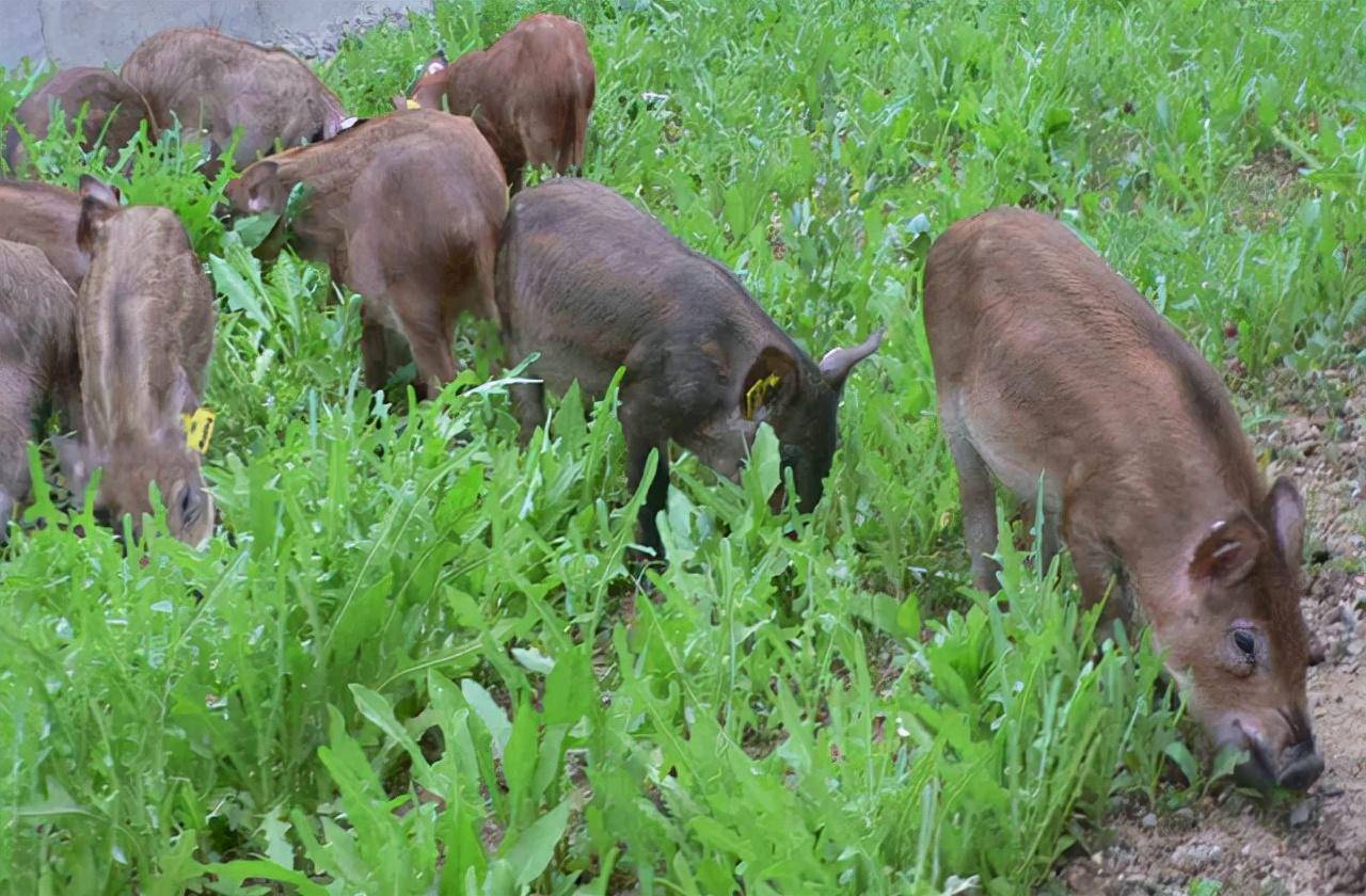 假设不再庇护野猪，会是什么结局？未必是功德，生物链会贫乏一环