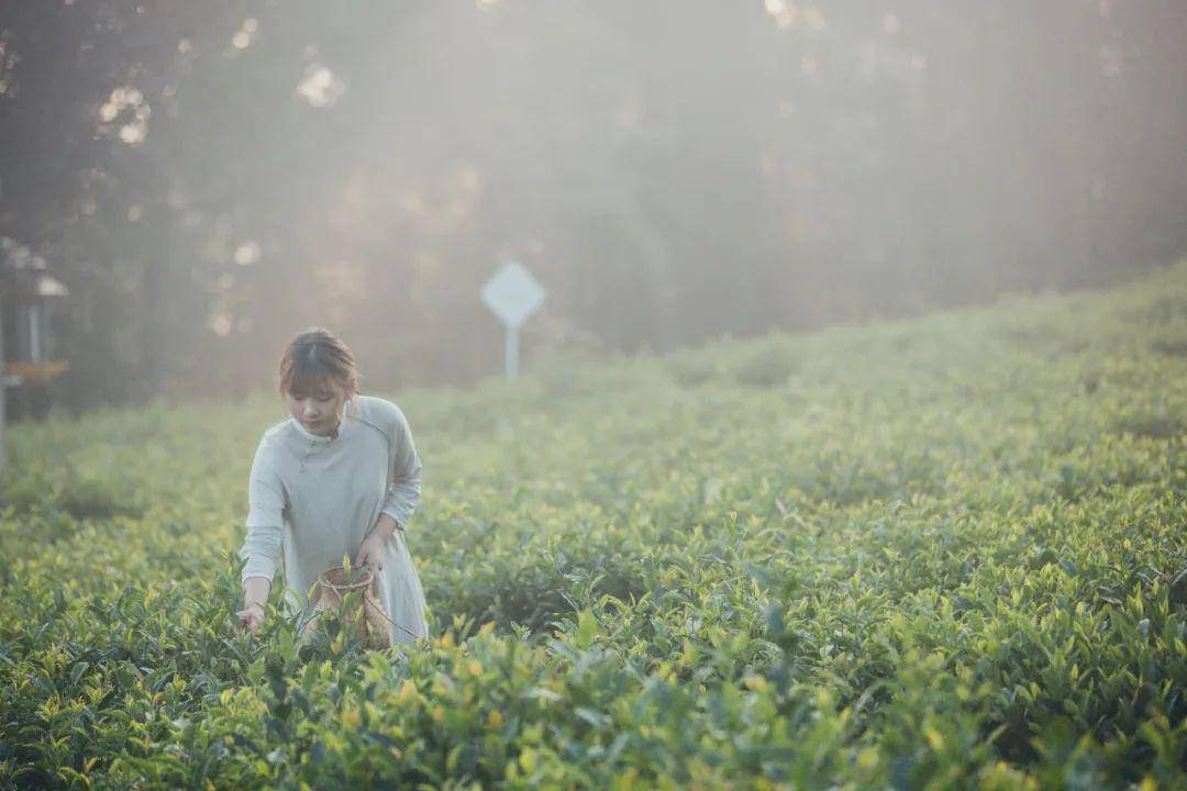 春入巴山丨那条绝美景不雅大道带你畅游金色油菜花海……