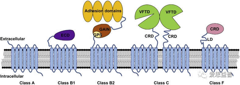 ����������֮GPCR�е������������Ӱ��