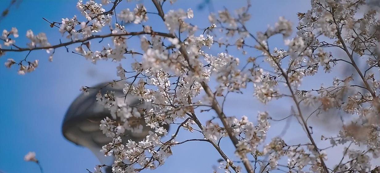 济南醒美樱花季来啦，你筹办好了吗？最全打卡攻略请保藏！