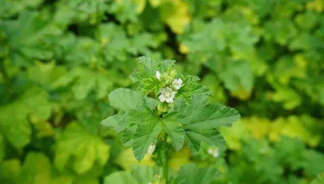 2月能吃到的4种野菜，农村人认为吃不到，在城里却火了