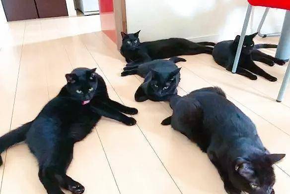 家里养5只黑猫是什么体验？白天分不清猫，晚上就找不到猫！