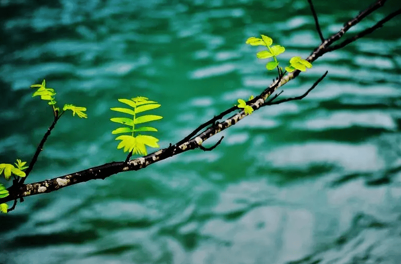 【诗词鉴赏】风乍起 吹皱一池春水，有关春水的古诗词，春水绿堪染，不负春光!