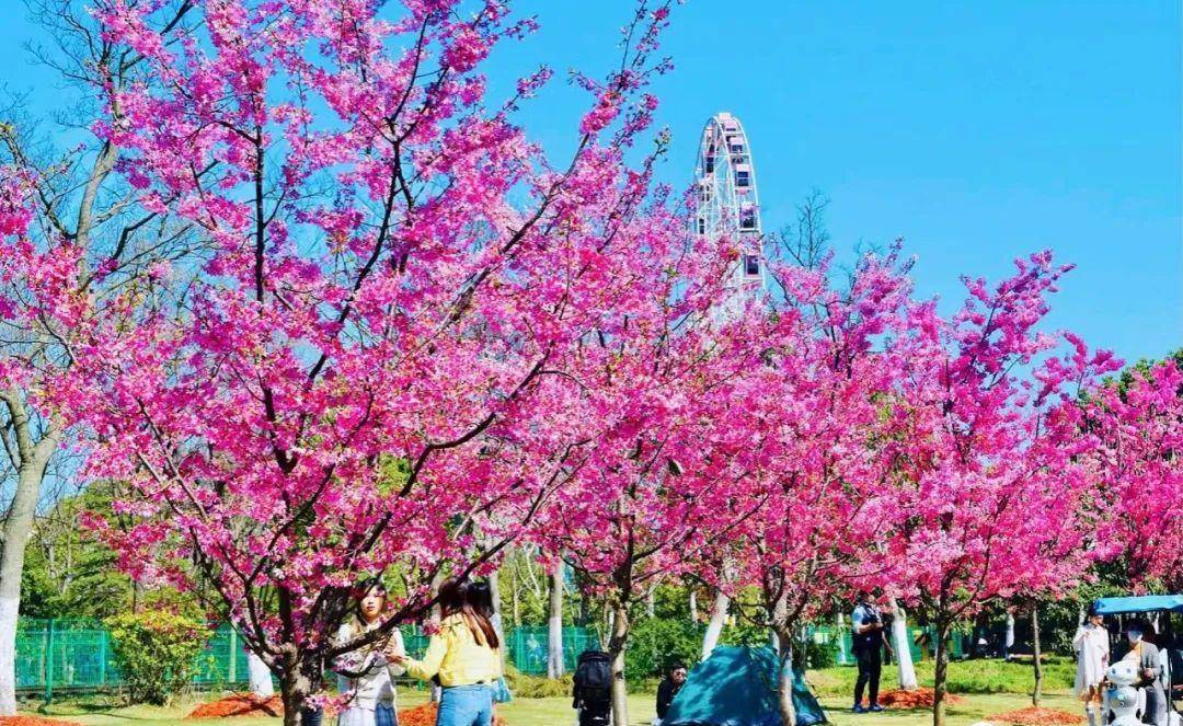 顾村花见（上海顾村公园）