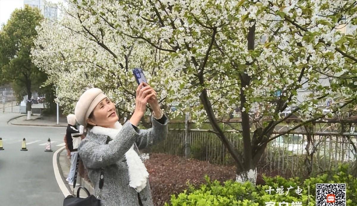 浪漫“樱花季”，湖工职院可免费赏樱，预约体例看那儿