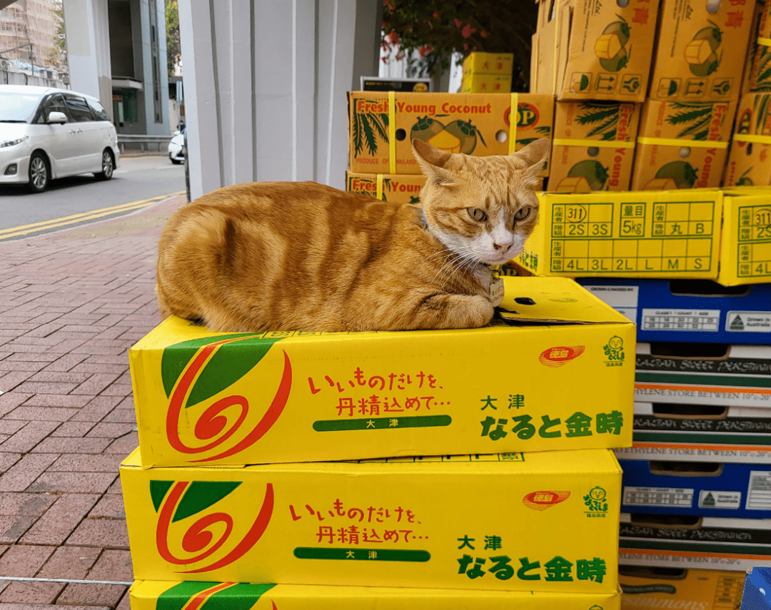 出名网红大橘猫因为胖，被仆人贴牌子“不要喂食”，网友：欺负猫不识字吗？