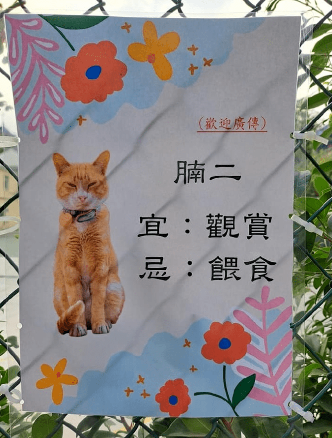 出名网红大橘猫因为胖，被仆人贴牌子“不要喂食”，网友：欺负猫不识字吗？