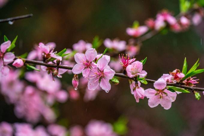 【湖南常德游览】嘿~是我梦里的桃花源呀！