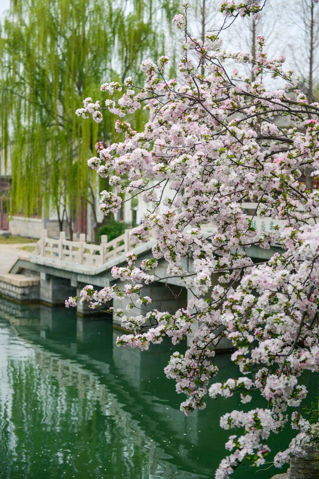 又是一年海棠花开！济南那些处所已经美如画卷！