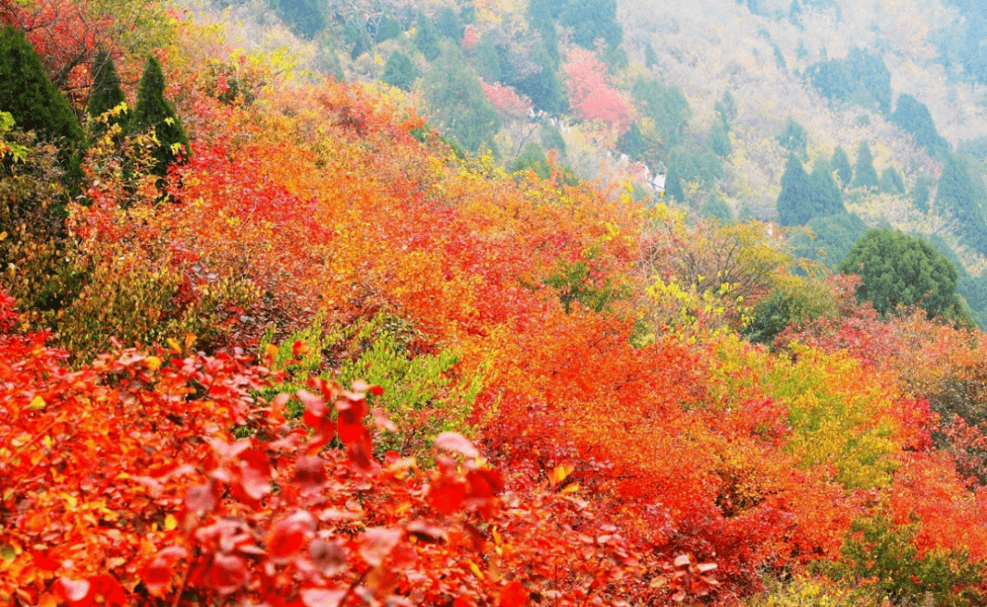 北京旅游必打卡线路（七）：香山、动物园、卧佛寺、百望山