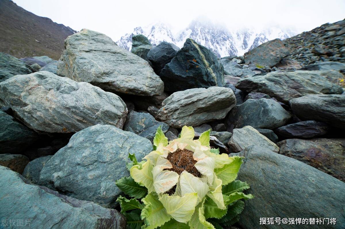 雪莲果是天山雪莲的果实吗？雪莲果的原产地在哪里？蚂蚁庄园今日谜底