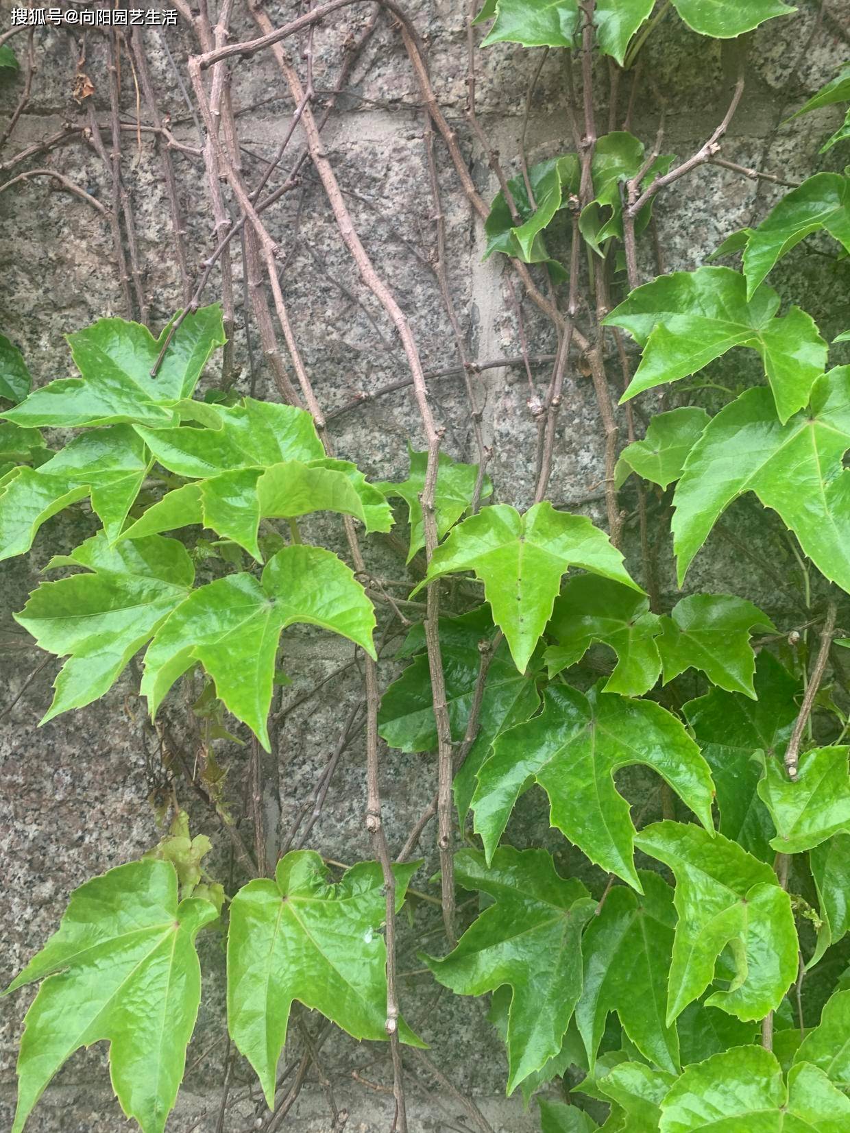 农村见到那2种花，必然要根除，招蛇虫蚊蚁，严峻毁坏墙皮