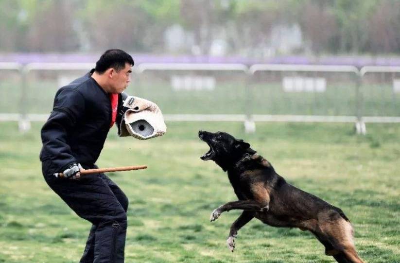 平安感十足的5大犬种，每只都是“忠犬型”保镳