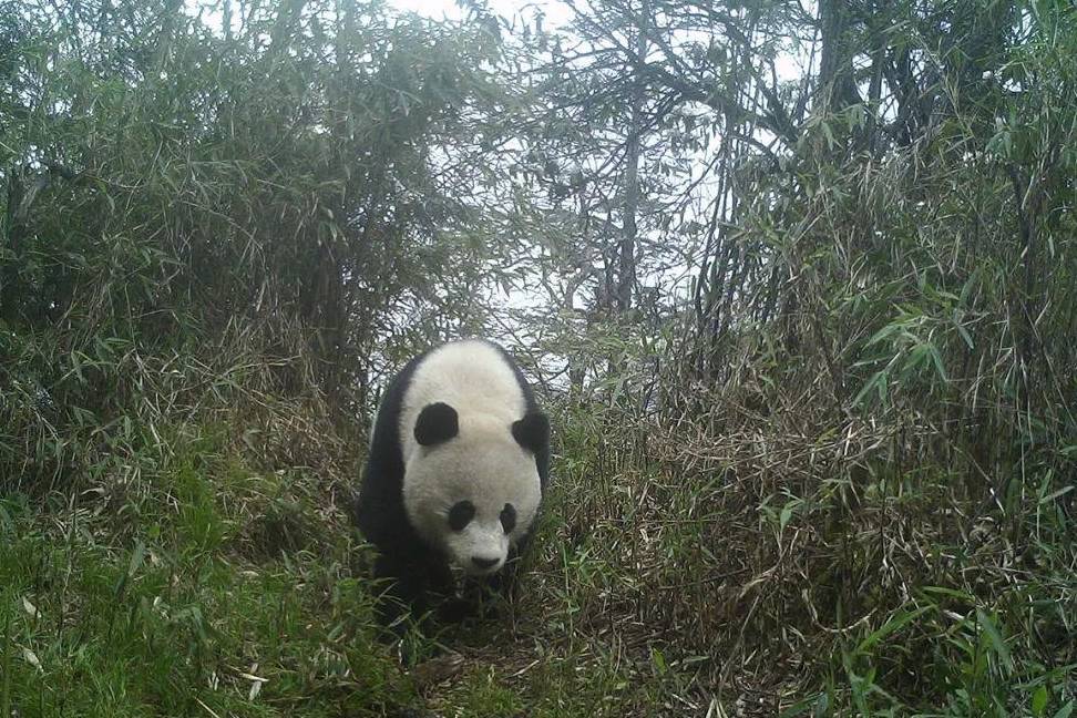 大熊猫能有什么坏心眼呢