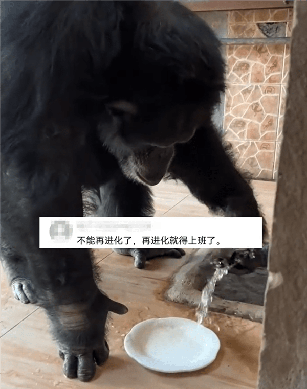 真不是人扮的？黑猩猩吃完饭主动用水洗盘子，游客：它要抢我工作了