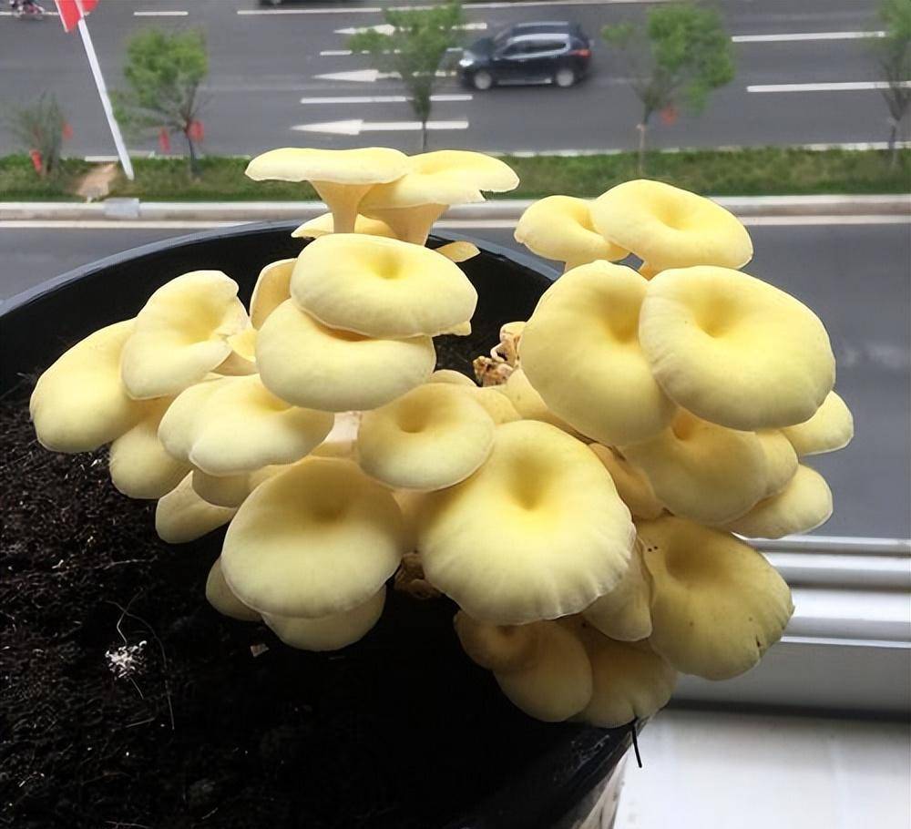 花的尽头是种菜！90后蜜斯姐，用100多个瓶子种蔬菜，都雅适用