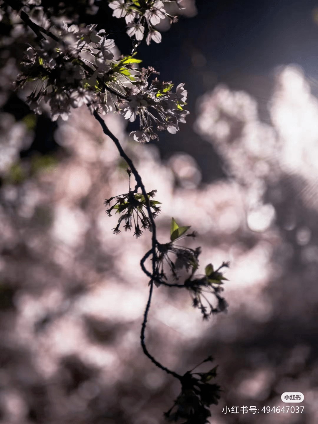 花韵缀城 || 我认可，我确实是个“花痴”！