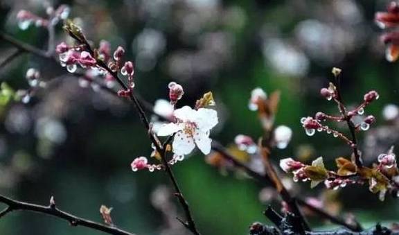 烟雨夜读 ｜ 素衣莫刮风尘叹