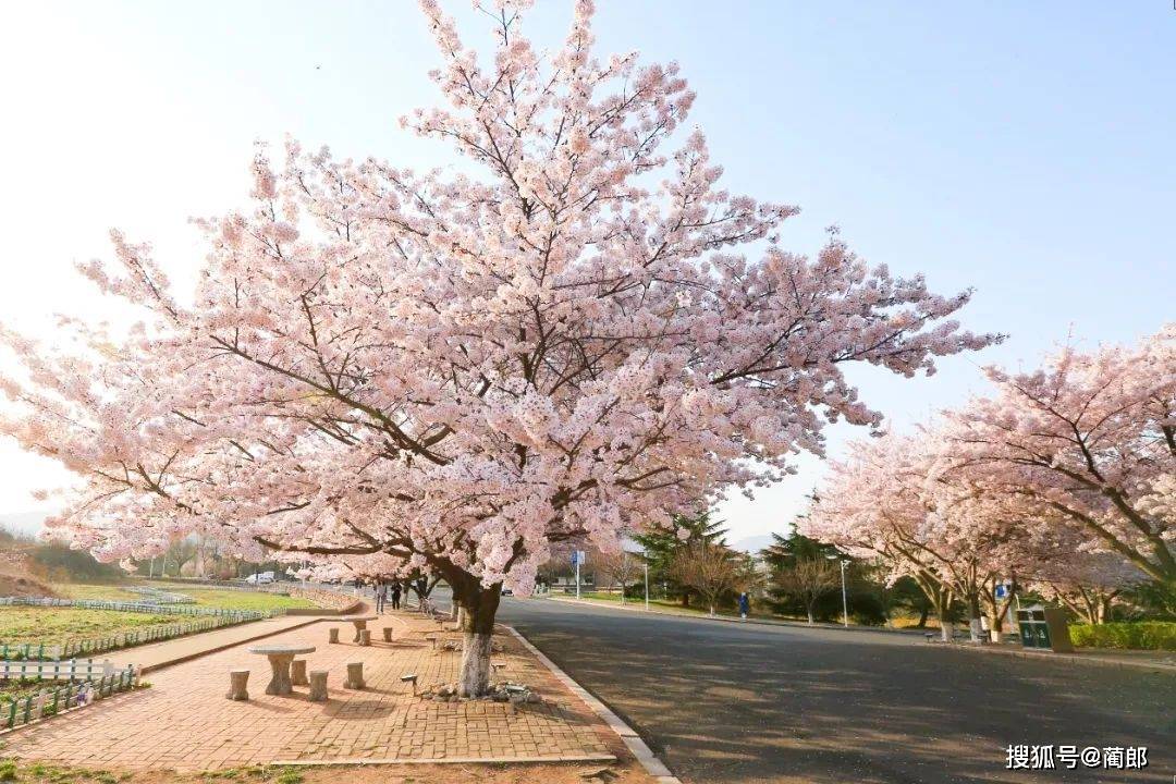 北方樱花之城：4月不来那座樱花开满的城市看看，会遗憾整个春天