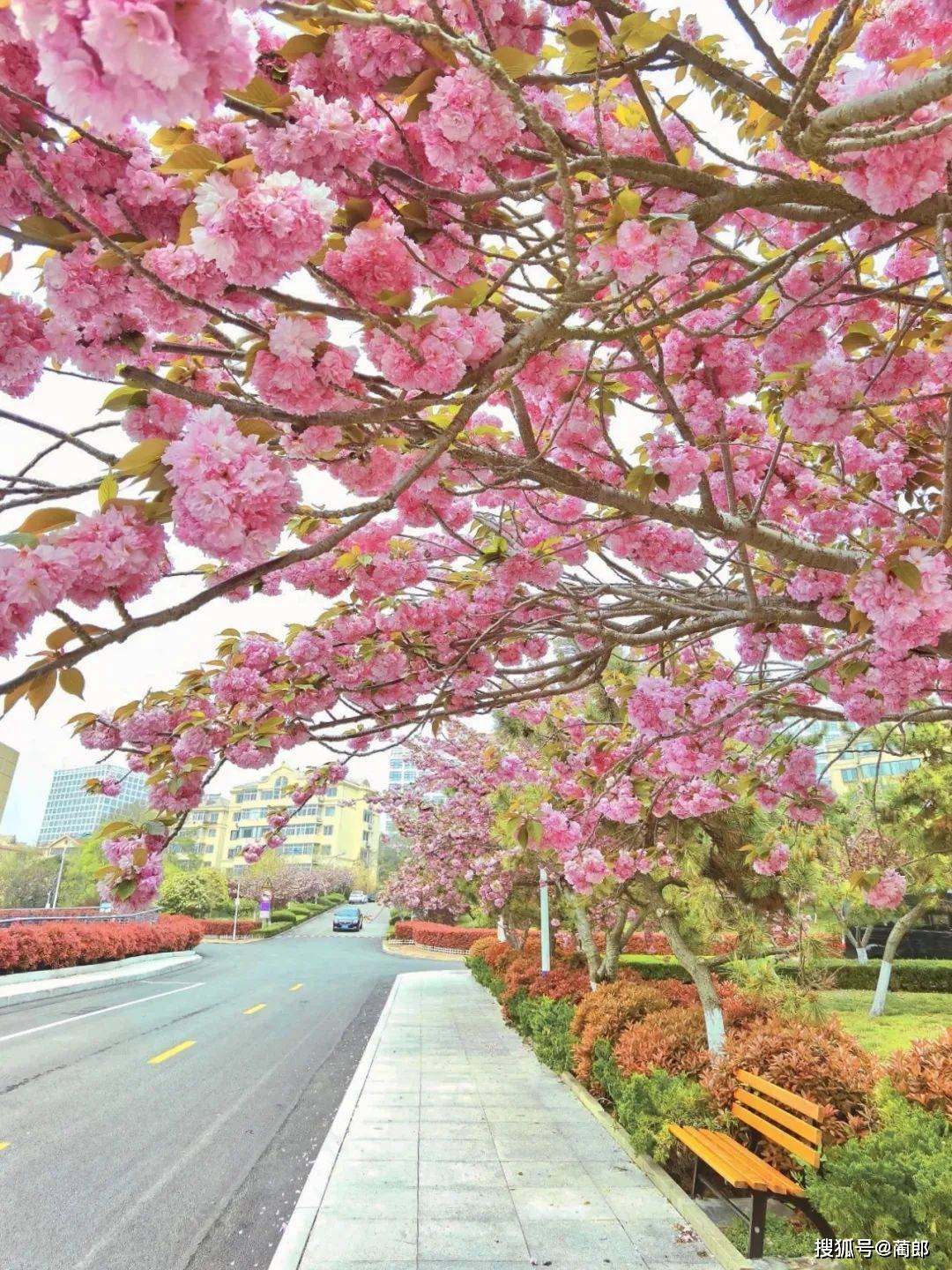 北方樱花之城：4月不来那座樱花开满的城市看看，会遗憾整个春天