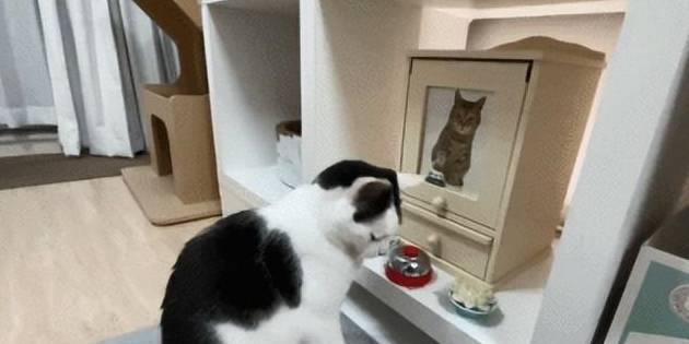 坐拥百万粉丝网红猫去世，网友：感谢你带给我们的快乐