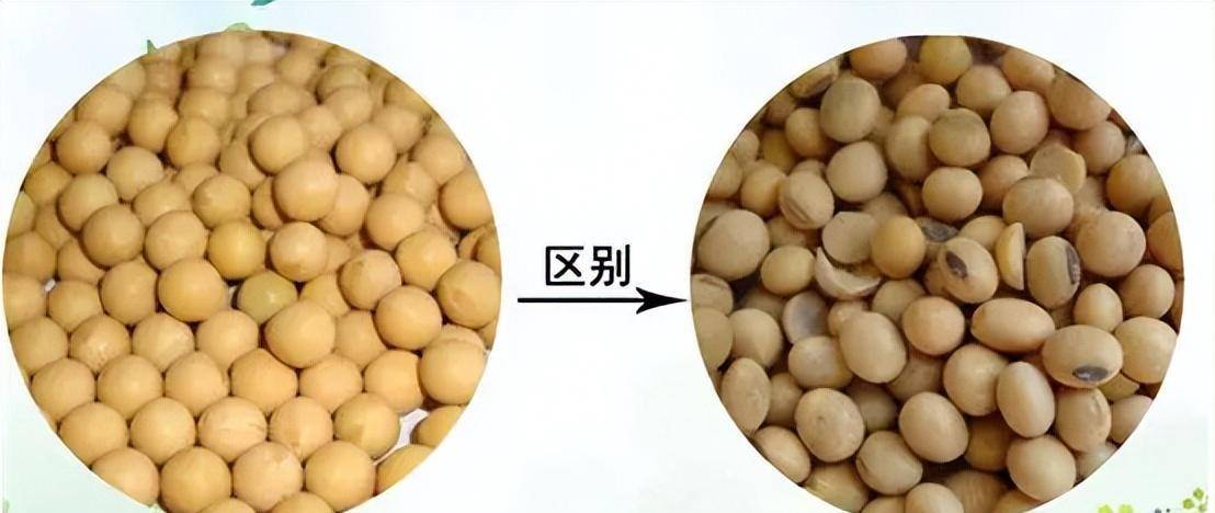 开云 开云体育平台美国傻了吗？为什么他们宁肯倒贴钱也要向我国出口粮食？(图5)
