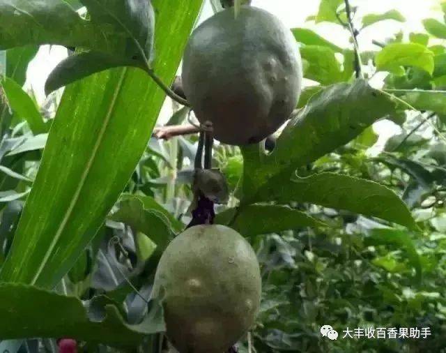 百香果病毒病防治不难，难的是你没有用对方法。快来把这些方法收下吧！