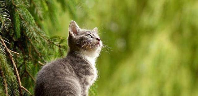 周公解梦，梦见猫咪与虫子，寓意深长的双重象征