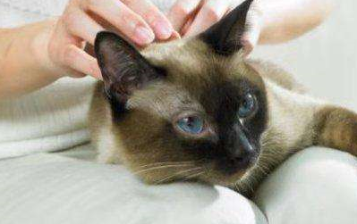 原创
            铲屎官手册：超全猫咪按摩手法，每天按一按让猫咪更加健康丨猫咪按摩的图片